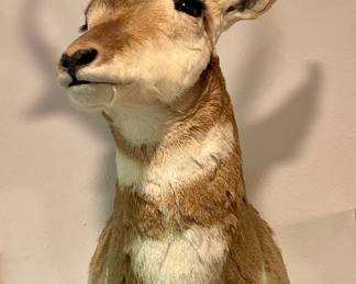 ANOTHER PRONGHORN ANTELOPE MOUNT