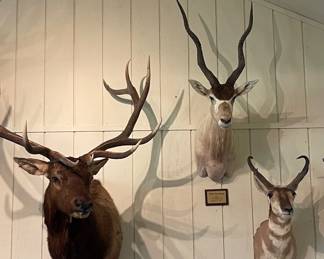 ELK SHOULDER MOUNT, ADDAX SHOULDER MOUNT, PRONGHORN ANTELOPE SHOULDER MOUNT