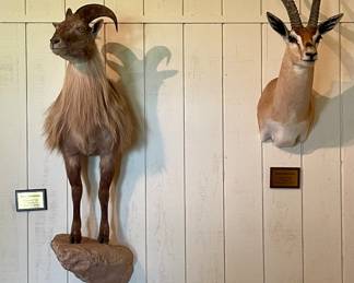 HIMALAYAN TAHR HALF BODY MOUNT, GRANTS GAZELLE SHOULDER MOUNT