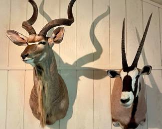 KUDU SHOULDER MOUNT, GEMSBOK ORYX ANTELOPE SHOULDER MOUNT