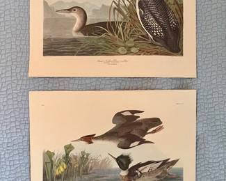 AUDUBON PRINTS