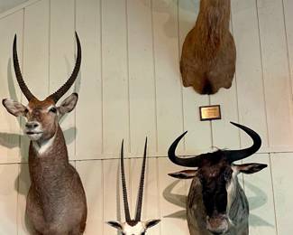 WATERBUCK SHOULDER MOUNT, SCIMITAR HORNED MOUNT, WILDEBEEST SHOULDER MOUNT, RED STAG SHOULDER MOUNT