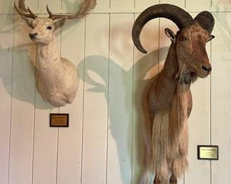 WHITE FALLOW SHOULDER MOUNT, AOUDAD HALF BODY MOUNT
