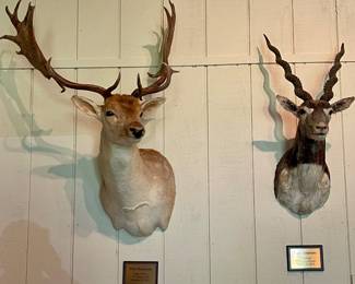 FALLOW DEER AND BLACKBUCK SHOULDER MOUNTS
