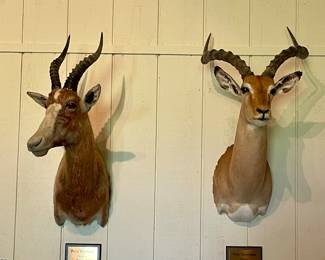 BLESBOCK AND IMPALA SHOULDER MOUNTS