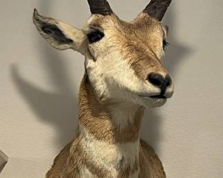 PRONGHORN ANTELOPE MOUNT
