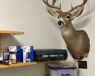 MULE DEER SHOULDER MOUNT
