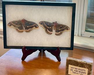 FRAMED SILKMOTHS