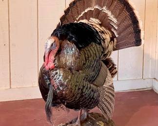 TURKEY MOUNT