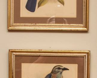 Bird Lithographs