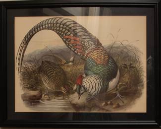 Lady Amherst Pheasant Lithograph