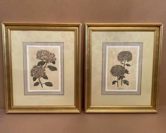 Floral Studies Hydrangeas
