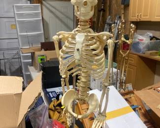 Mini me medical skeleton