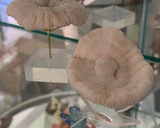 Mushroom Coral Specimen