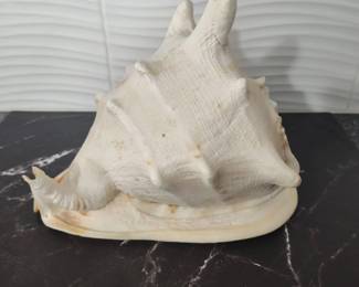 Horned Queen Helmet Conch Shell