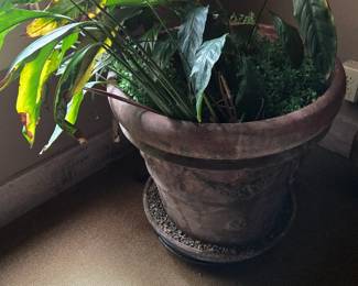 Potted plant