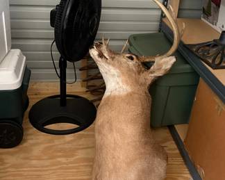 Deer Head, Coolers, Fans, Camping Gear