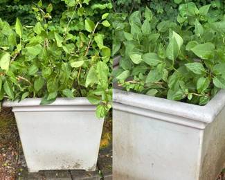 Two Lilac Trees In Pots