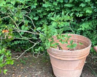 Two Lilac Trees In Plastic Pots