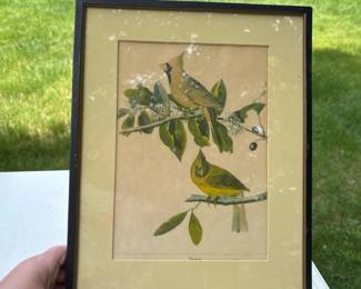 121 vintageframedaudubonstylecardinalbi
