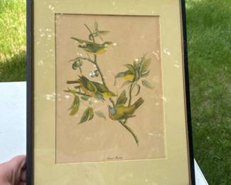 122 vintageframedaudubonstylepaintedbun