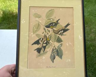 120 vintageframedaudubonstylewhitewinge