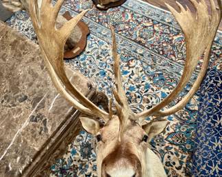 Taxidermy mounts -Caribou