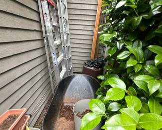 Ladders & wheelbarrow