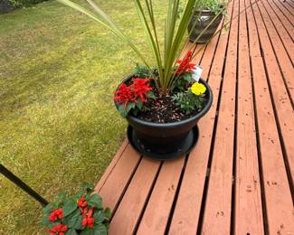 Plants