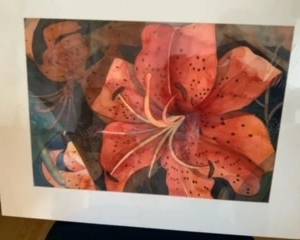 lily closeup