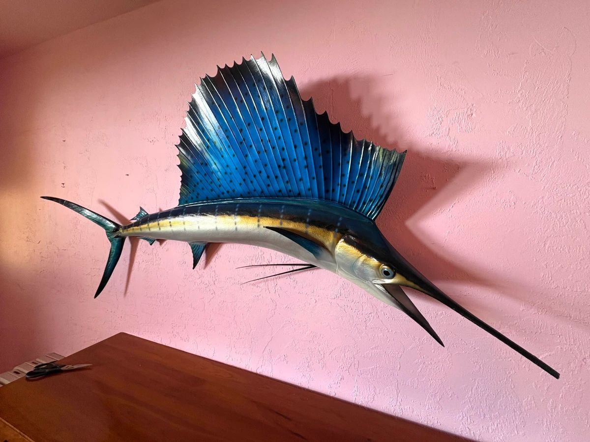 sailfish