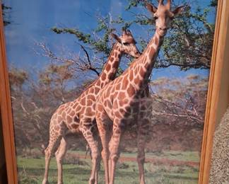 Picture of giraffes