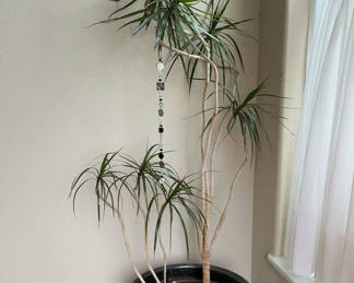 Lot 143: House Plant In Large Gold Ceramic Pot