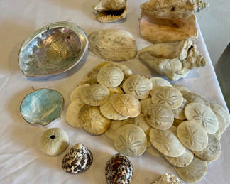 Lot 141: 30+ Natural Coastal Sea Life & Seashell Collection