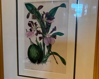 Botanical print