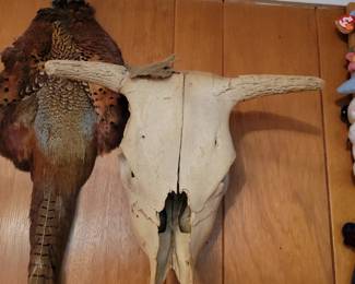 Steer skull