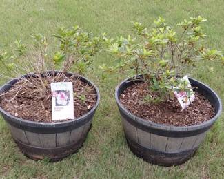 Pair Of Planters With Encor Azaleas