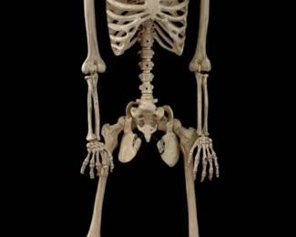 Large Plastic Halloween Skeleton