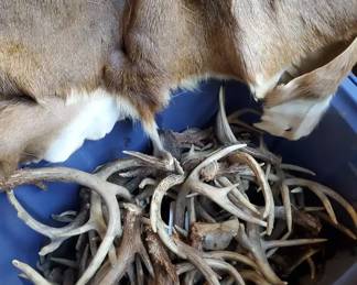 Deer Antlers  2 Deer Skins