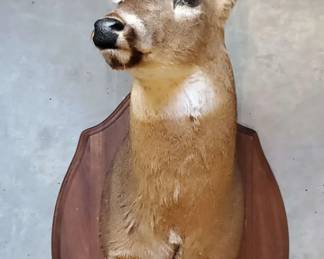  02 Mounted Deer Head