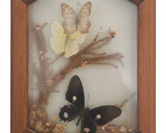 Vintage Butterfly Taxidermy Shadow Box with Swallowtail and Yellow Butterfly