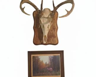 Whitetail Deer European Skull Mount on Custom Wood Plaque