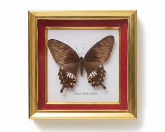 Framed Papilio polytes Common Mormon Butterfly Specimen