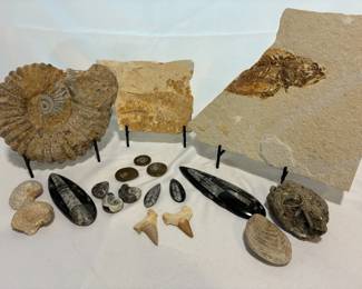 Fossils