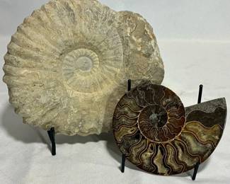 Large Ammonite Rough Polished Combo
