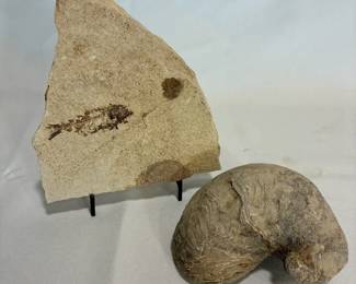 Fish Exogyra Fossils