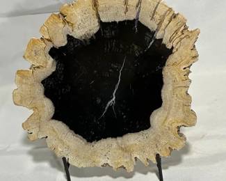 Large Polished Petrified Wood Slab