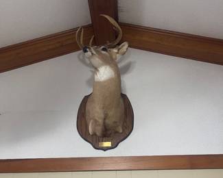 Mounted deer head