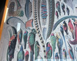$25 French "Plumes" print