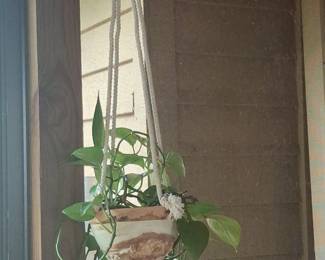 Pothos Hanging Plant in Ceramic Pot